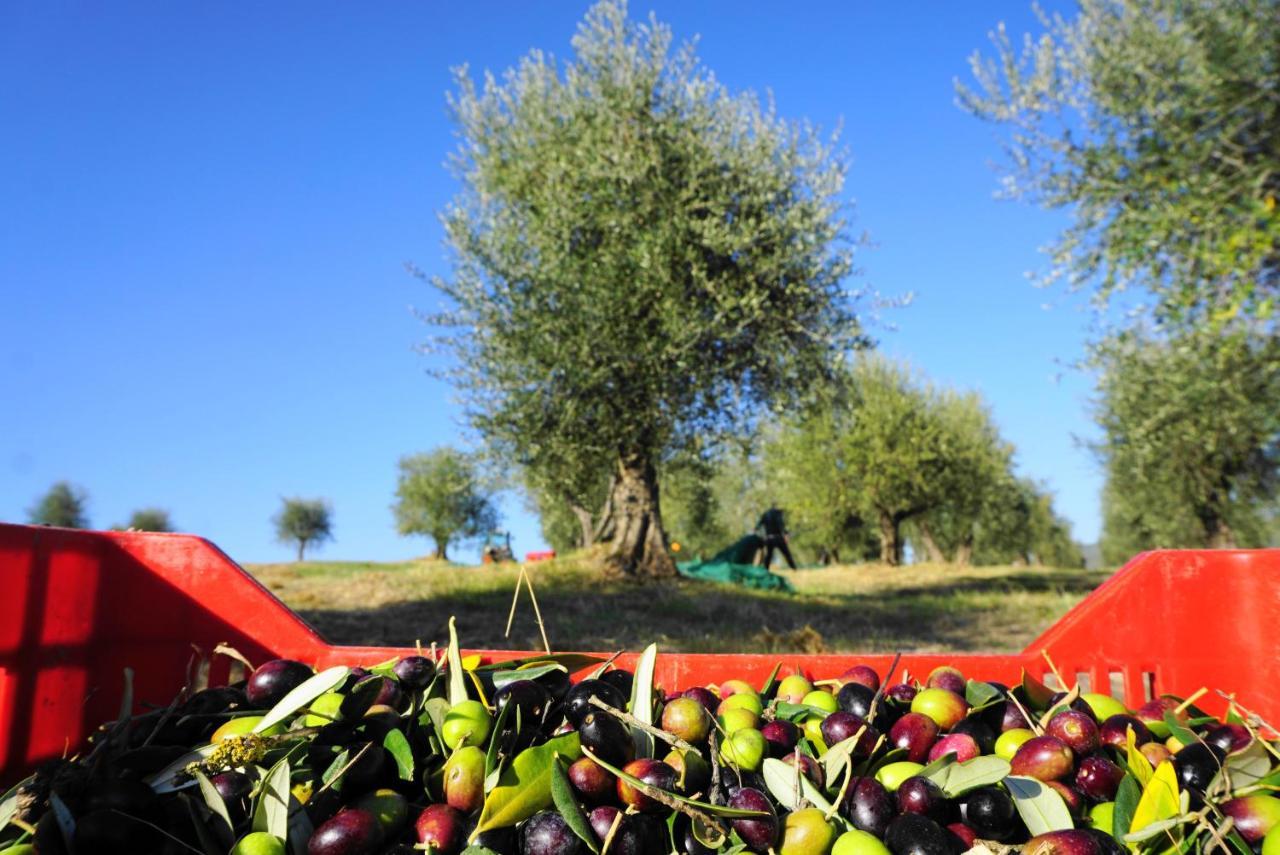 Fattoria Lornano Winery Villa Monteriggioni Eksteriør billede